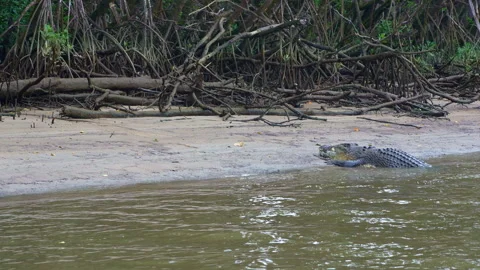 Slow Pan to Crocodiles Having a Stand-Off on Swampy Beach Stock Footage 314938831