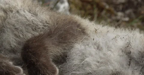 Slow pan of dead arctic fox with fur blowing in breeze Stock Footage 62707442