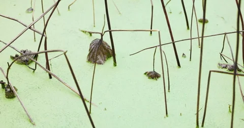 Slow Pan: Decaying Lotus &amp; Duckweed, Zen Wabi-Sabi &amp; Market Evolution Metaphor Stock Footage 331492976