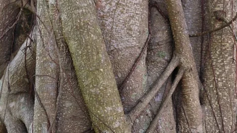 Slow pan down a close-up of a banyan tree trunk Stock Footage 262978209