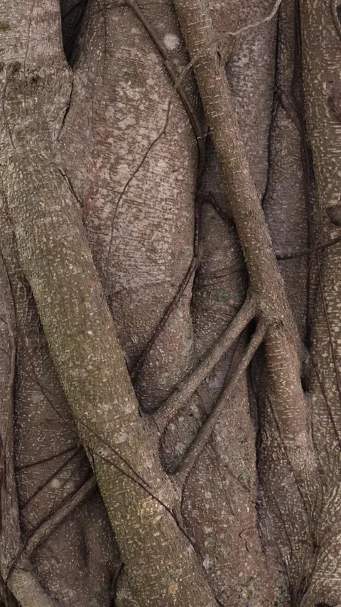 Slow pan down a close-up of an intricate banyan tree trunk Stock Footage 262572060