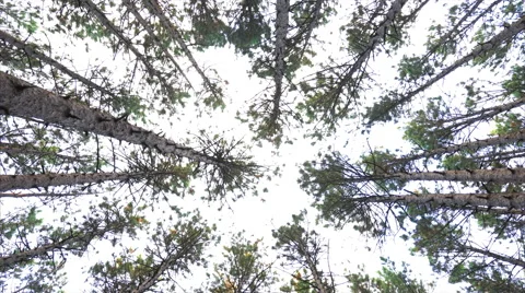 Slow Pan down from forest canopy in tall pines Stock-Footage 55684319