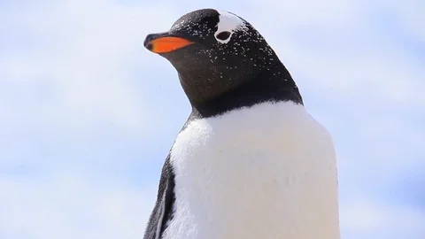 Slow Pan Down of a Gentoo Penguin at North Pond, Falkland Islands Stock Footage 84293843