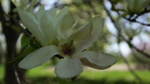 Slow pan down to large white magnolia flower Stock Footage 24685057