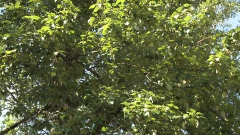 Slow pan down of totem pole carving Stock Footage 75276184