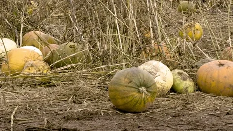 Slow pan of a dull pumpkin patch Stock Footage 142259613
