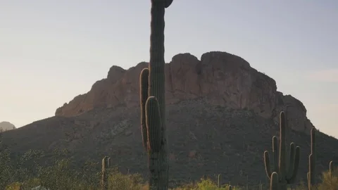 Slow pan during sunset of cactus and mountainous Arizona desert background Stock Footage 78497145