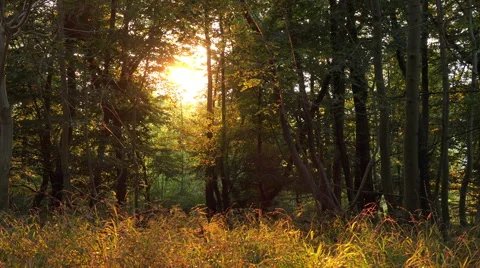 Slow pan as evening sunlight creates golden glow through forest scenery. Stock Footage 55787468