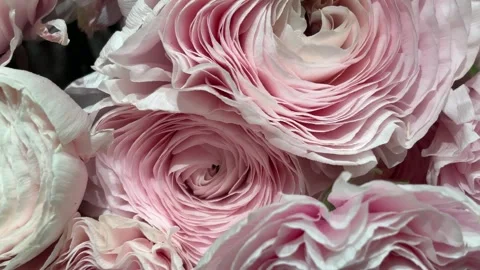 Slow Pan Extreme Close Up of Delicate Light Pink Camellia Flower 動画素材 332451063