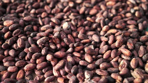Slow pan of fermented cacao beans from cocoa pods sun drying Stock Footage 221691255