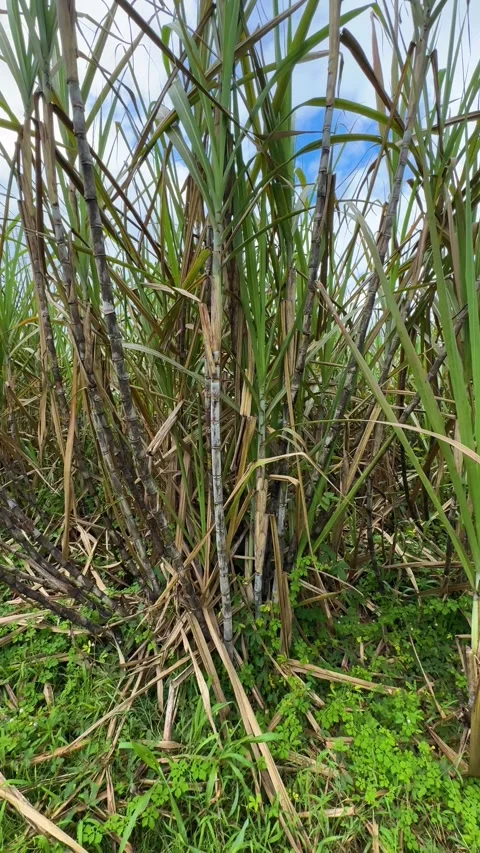 Slow pan of field of sugar cane stalks Vidéo 268537227