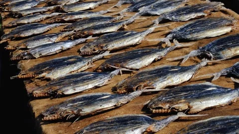 Slow pan fish laying on bench drying in sun using traditional method of Stock Footage 336189591