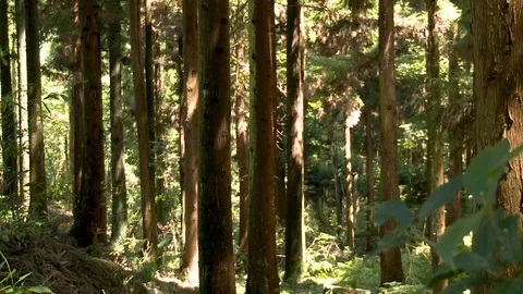 Slow Pan of Forest in China Stock Footage 120535699