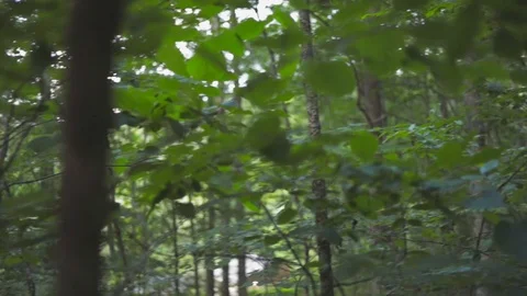 Slow pan in forest Stock Footage 90355086