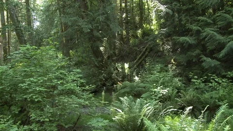 Slow pan of green rain forest in the spring or summer Video stock 75246032