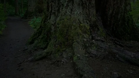 Slow pan up huge tree Video stock 109247580