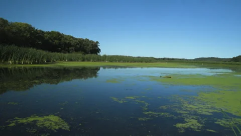 Slow pan of a lake with green algae floating on the top Stock Footage 131533706