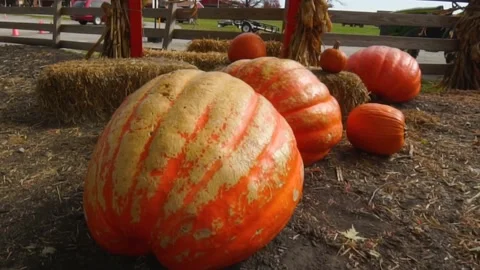 Slow pan of large and small pumpkins on bales of hay revealing pumpkin patch Stock Footage 149226630