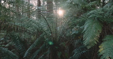 Slow pan up a large tree fern with beautiful dappled sunlight Video stock 117339959