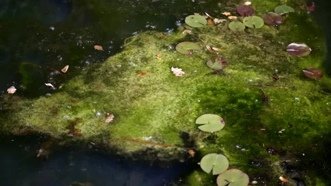Slow Pan Left Across Still, Mossy Surface of Pond in Summer 4K Stock Footage 201019228