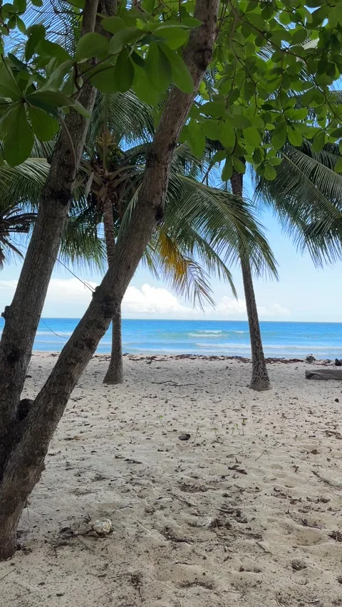 Slow pan left to right through gentle swaying palms to caribbean beach, Barbados Stock Footage 334793274