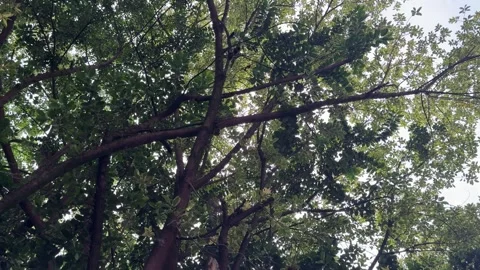Slow Pan Left Through Lush Green Tree Canopy With Sunlight 4K Stock Footage 340864647