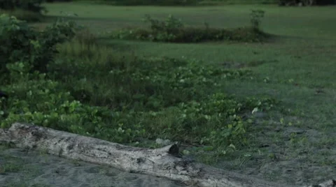 Slow pan up from lush greenery in Mauritius Stock Footage 64593377