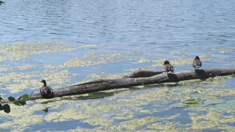Slow pan of Mallard ducks on a log in the lake. Video stock 280727795