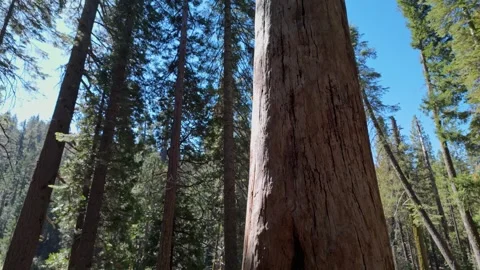Slow Pan Up on the Massive Trunk of a Dead Tree in a California Forest Stock Footage 321376647