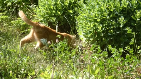 Slow pan medium shot of red cat hunting in green grass on sunny day Stock Footage 337289469