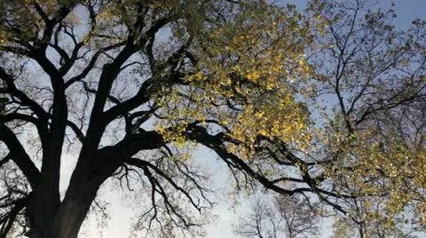 Slow pan of oak tree in Fall sunlight Stock Footage 12377527