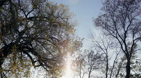 Slow pan of oak tree in Fall Stock Footage 12377561