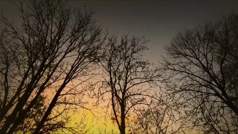 Slow pan up of orange sunset behind dark trees Video stock 320550638