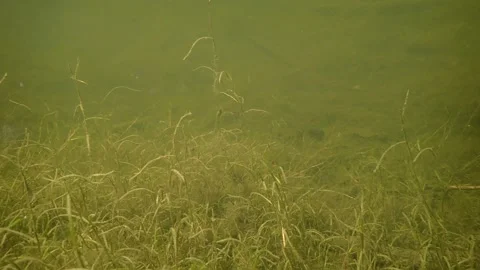Slow Pan Over Aquatic Vegetation, Under Water in a Murky Pond. Some tiny 库存影片 332634379