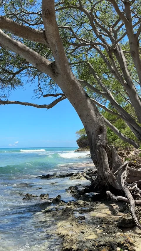 Slow pan over crystal clear gentle waves through the trees Stock Footage 335894982