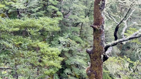 Slow Pan Over Lush Forest Stream in Queenstown, New Zealand Vídeo Stock 316106479