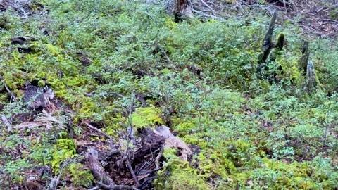 Slow Pan Over Moss, Lichen, and Tiny Plants on Forest Stump 스톡 동영상 316584631