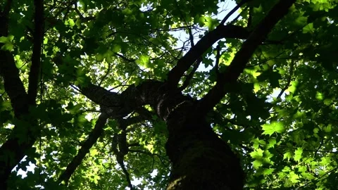 Slow pan over old maple trees with bright green leaves in a forest Stock Footage 338336754