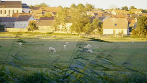 Slow pan over sheep grazing in countryside meadow during golden sunset Vidéo 329320177