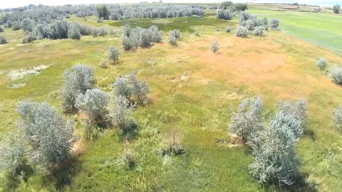 Slow Pan Over Sparse Juniper Trees in Field Near Utah Lake Stock Footage 80285122