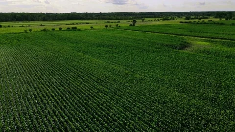 A slow pan over a summertime farm field Stock Footage 202187626