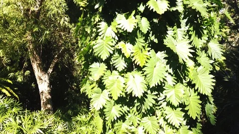 Slow pan up palm leaf tree with rainforest in background Video stock 109023289