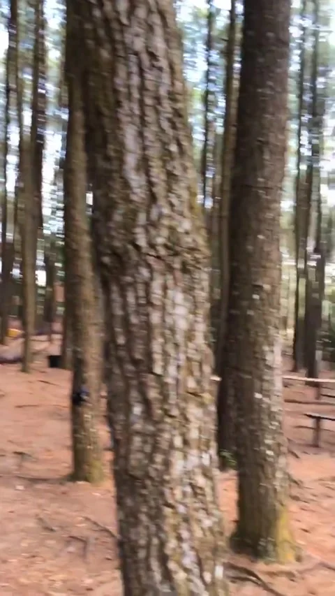 Slow Pan from Pine Canopy to Tree Trunks in a Calm Forest Stock Footage 307878335