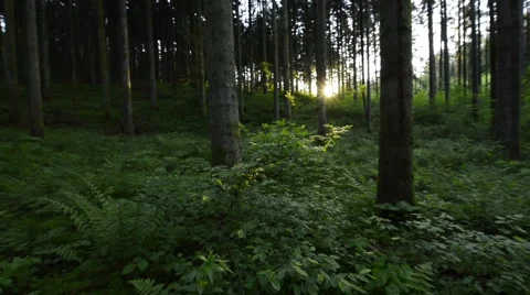 Slow pan pine tree forest, towards the sun Stock Footage 62954613