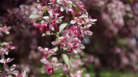 Slow pan: Pink and white apple tree blossoms in Spring orchard Stock Footage 24684060