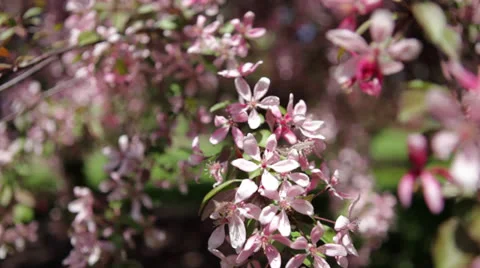 Slow pan: Pink apple tree blossoms in Spring orchard Stock Footage 24684295