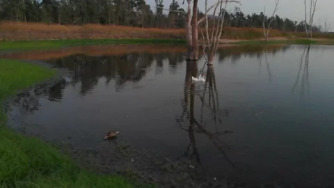 Slow Pan on Pond with Ducks Video stock 221378443