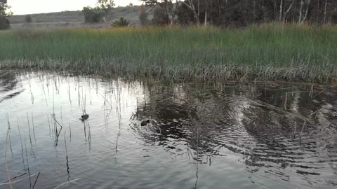Slow Pan on Pond with Tiny Birds Stockbeeldmateriaal 221374623