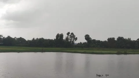 Slow Pan Of Raindrops Falling On Pond Water In Rural Cambodia Stock Footage 341903610