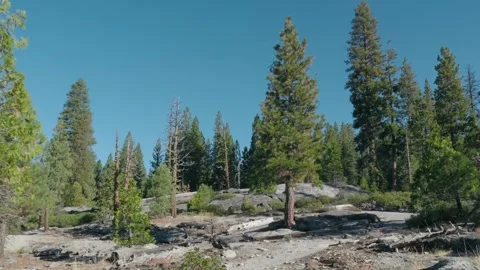 Slow Pan of a Resilient Conifer Tree Rooted in Granite Rocks in Desolation Wilde Stock Footage 319203477